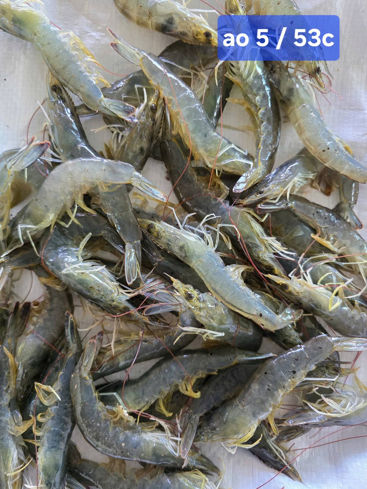 Vùng nuôi